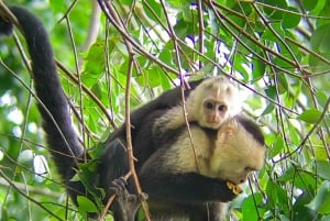 Manuel Antonio: Kayak Tour in the Mangroves to see animals