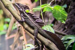 Manuel Antonio: Kayak Tour in the Mangroves to see animals