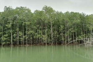 Manuel Antonio: Kayak Tour in the Mangroves to see animals