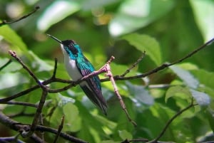 Manuel Antonio: Kayak Tour in the Mangroves to see animals