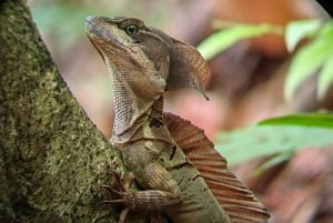 Manuel Antonio: Kayak Tour in the Mangroves to see animals