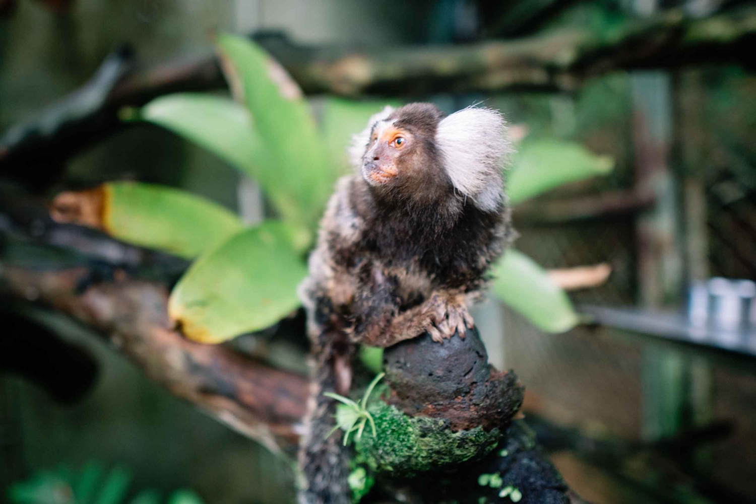 Manuel Antonio: visite guidée du sanctuaire de la faune KSTR