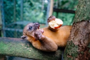 Manuel Antonio: KSTR Wildlife Sanctuary Guided Tour