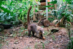 Manuel Antonio: KSTR Wildlife Sanctuary Guided Tour