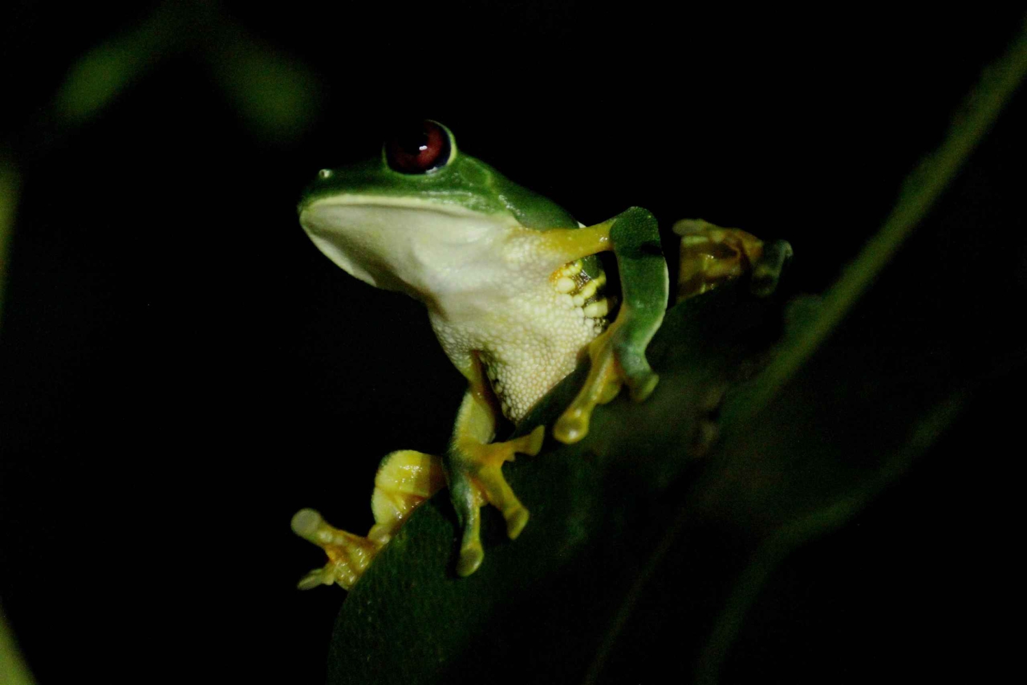 Manuel Antonio Mangrove omvisning med båt om kvelden