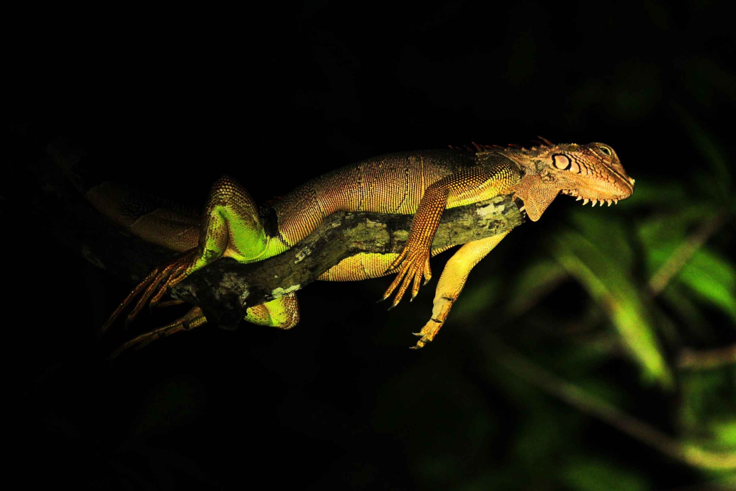Manuel Antonio Mangrove omvisning med båt om kvelden