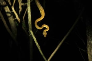 Manuel Antonio Mangrove Boat Night Tour