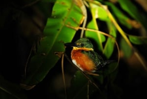 Manuel Antonio Mangrove Boat Night Tour