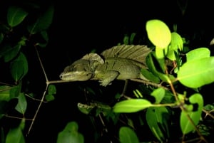 Manuel Antonio Mangrove Boat Night Tour