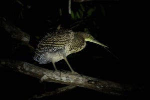 Manuel Antonio Mangrove Boat Night Tour