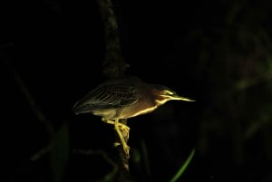 Manuel Antonio Mangrove Boat Night Tour