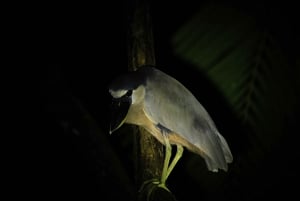 Manuel Antonio Mangrove Boat Night Tour