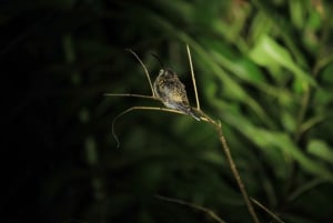 Manuel Antonio Mangrove Boat Night Tour