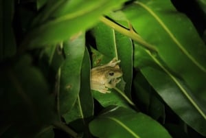 Manuel Antonio Mangrove Boat Night Tour