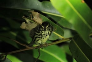 Manuel Antonio Mangrove Boat Night Tour