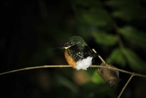 Manuel Antonio Mangrove Boat Night Tour