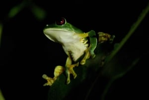 Manuel Antonio Mangrove omvisning med båt om kvelden