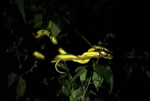 Manuel Antonio Mangrove omvisning med båt om kvelden