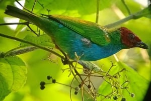 Manuel Antonio : Mangrove boat tour to see animals