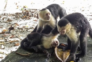 Manuel Antonio : Mangrove boat tour to see animals