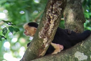 Manuel Antonio : Mangrove boat tour to see animals