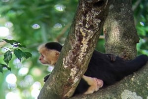 Manuel Antonio : Mangrove boat tour to see animals