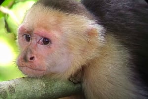 Manuel Antonio : Mangrove boat tour to see animals