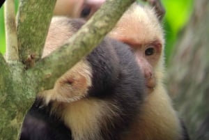 Manuel Antonio : Mangrove boat tour to see animals