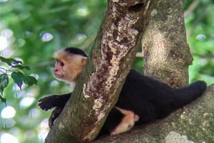 Manuel Antonio : Mangrove boat tour to see animals