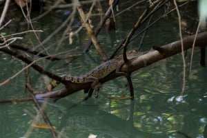 Manuel Antonio Mangrove Boat Tour