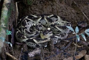 Manuel Antonio Mangrove Boat Tour