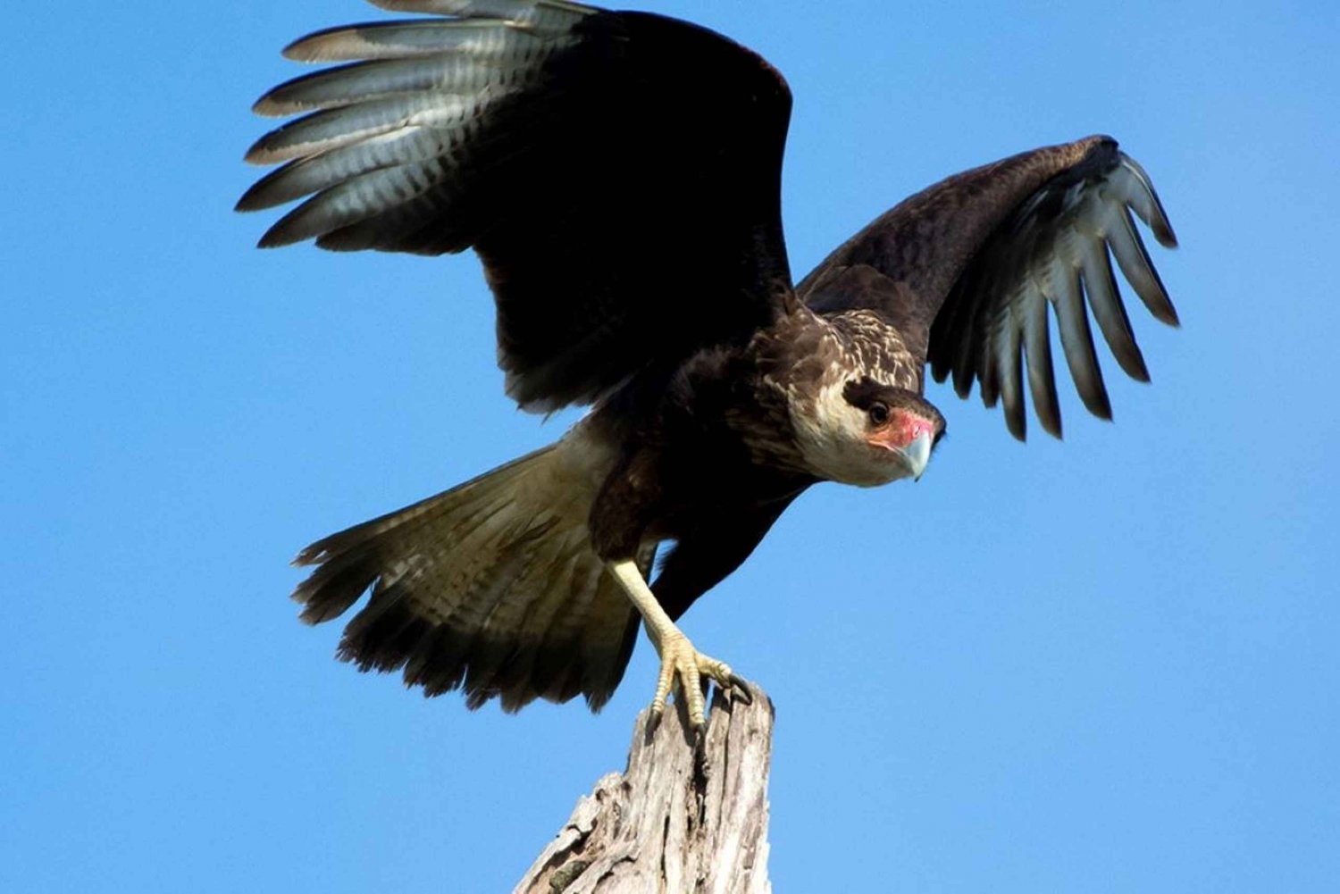 Manuel Antonio: Manuel Antonio National Park Guided Day Trip