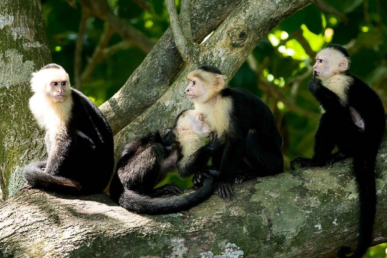 Manuel Antonio: Manuel Antonio National Park Guided Day Trip