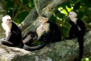Manuel Antonio: Manuel Antonio National Park Guided Day Trip