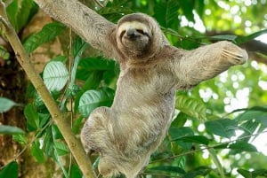 Manuel Antonio: Manuel Antonio National Park Guided Day Trip