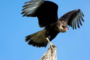 Manuel Antonio: Manuel Antonio National Park Guided Day Trip