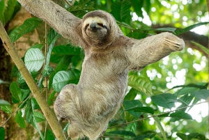 Manuel Antonio: Manuel Antonio National Park Guided Day Trip