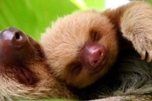 Manuel Antonio: Manuel Antonio National Park Guided Day Trip