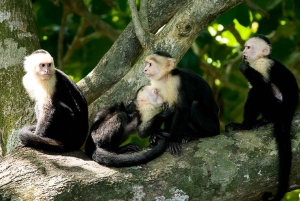 Manuel Antonio: Manuel Antonio National Park Guided Day Trip