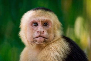 Manuel Antonio: Manuel Antonio National Park Guided Day Trip