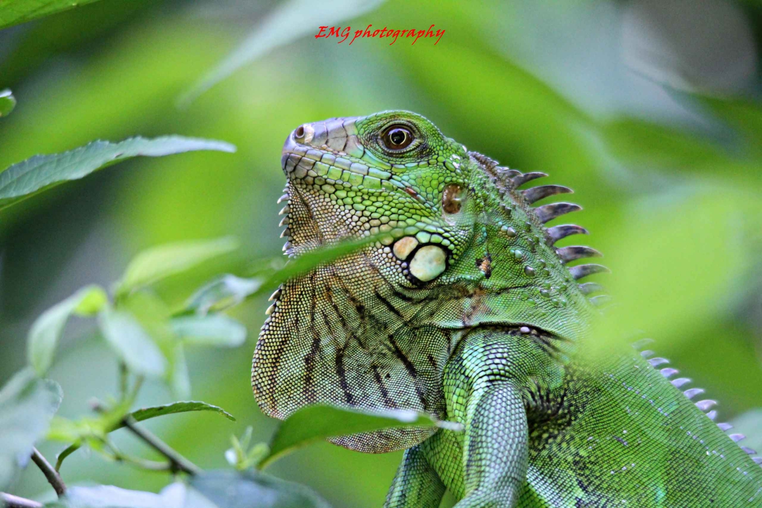 Manuel Antonio National Park – en guidad tur