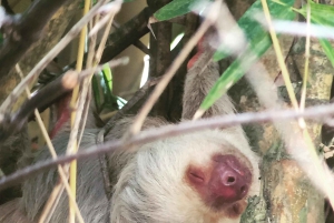 Manuel Antonio National Park – en guidad tur