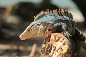 Manuel Antonio National Park – en guidad tur
