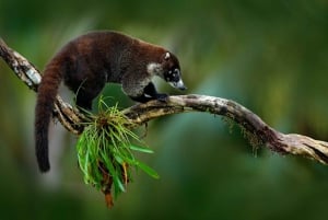 Manuel Antonio Nationalpark: Alt inklusive guidet tur