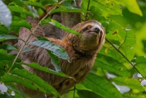 Manuel Antonio nationalpark: Guidad tur med allt inkluderat