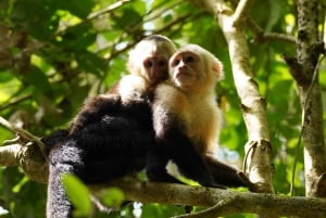 Manuel Antonio nationalpark: Guidad tur med allt inkluderat