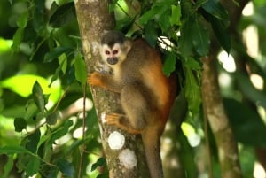 Manuel Antonio nationalpark: Guidad tur med allt inkluderat