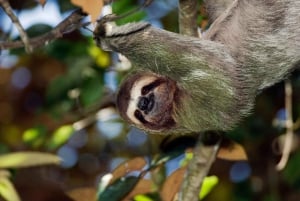Manuel Antonio nationalpark: Guidad tur med allt inkluderat
