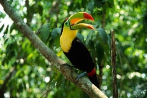 Manuel Antonio nationalpark: Guidad tur med allt inkluderat