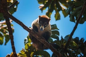 Manuel Antonio nationalpark: Guidad tur med allt inkluderat